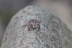 Habronattus hirsutus