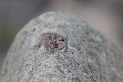 Habronattus hirsutus