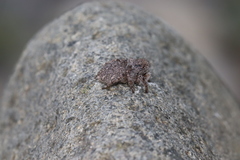 Habronattus hirsutus