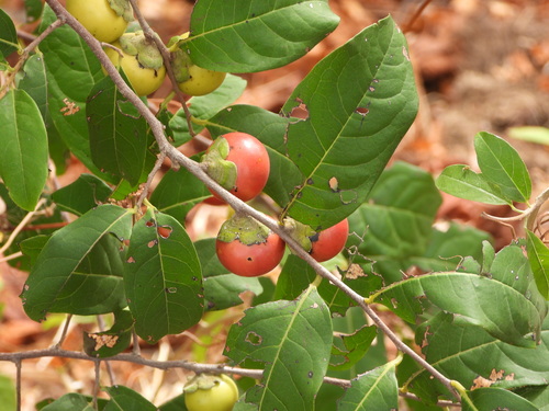 Diospyros inconstans, photograph 3