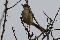 Prinia sylvatica