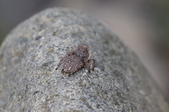Habronattus hirsutus