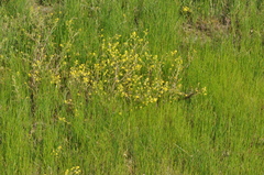 Rorippa curvisiliqua