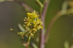 Rorippa curvisiliqua