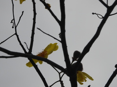 Cochlospermum vitifolium, photograph (c) Raúl A. Ruiz M., some rights reserved (CC BY)