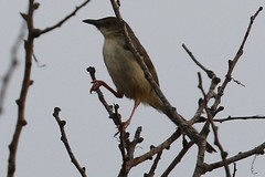 Prinia sylvatica