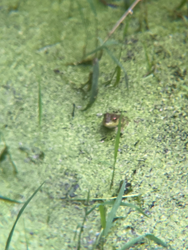 American Bullfrog observed by bogsnail