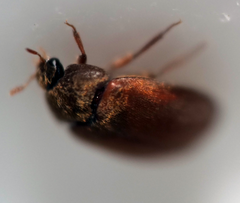 Attagenus smirnovi