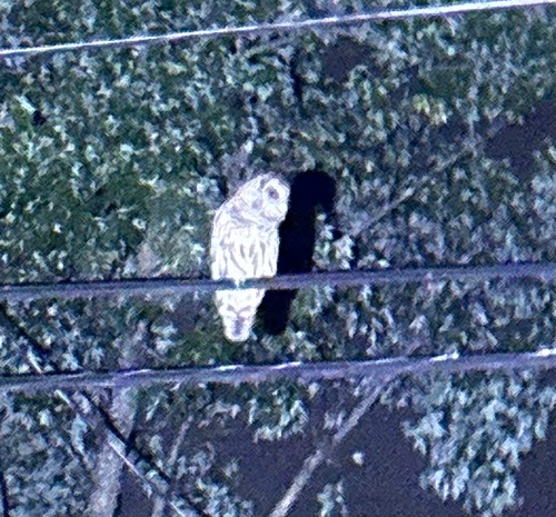 Barred Owl observed by whoadez