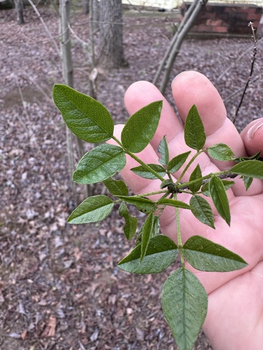 Otholobium glandulosum, 2026-09-01