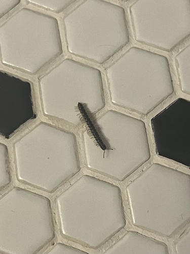 Greenhouse Millipede