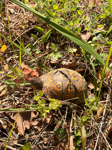 Eastern Box Turtle