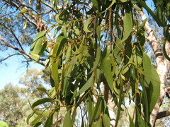 Amyema miquelii