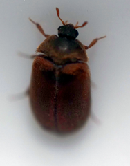 Attagenus smirnovi