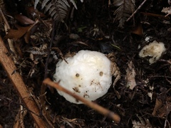 Boletus semigastroideus