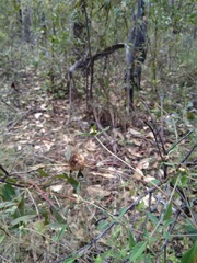 Centratherum riparium