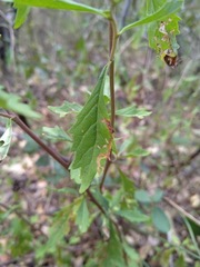 Centratherum riparium