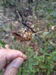 Centratherum riparium