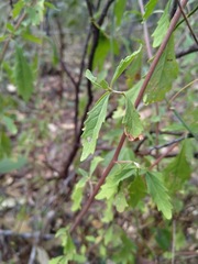 Centratherum riparium