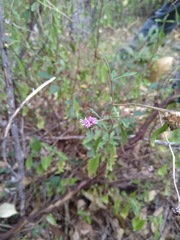 Centratherum riparium