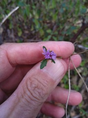 Centratherum riparium