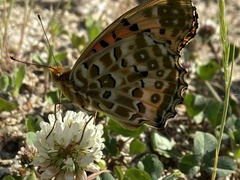 Argynnis hyperbius