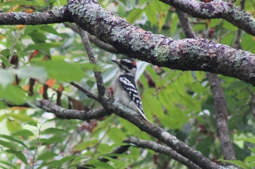 Downy Woodpecker observed by eddomartz