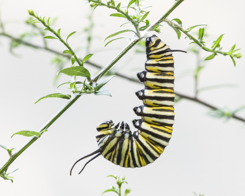 Monarch
