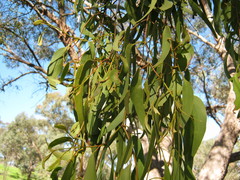 Amyema miquelii
