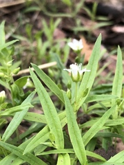 Moehringia