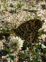 Argynnis hyperbius
