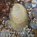 Crepidula striolata - Photo 由 Deneb Ortigosa 所上傳的 (c) Deneb Ortigosa，保留部份權利CC BY-NC