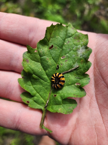 Cinnabar moth