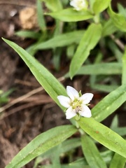 Moehringia