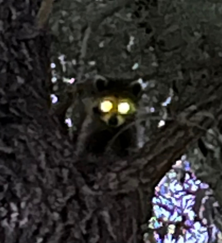 Common Raccoon observed by nhfrommn66