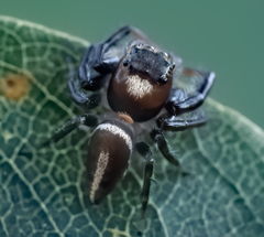 Opisthoncus grassator