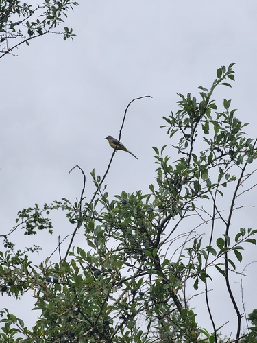 Grey Wagtail