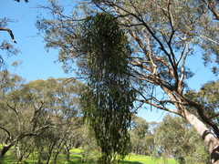 Amyema miquelii
