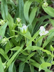 Moehringia
