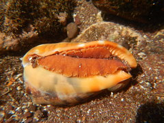 Cypraecassis coarctata