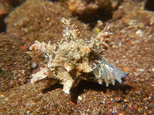 Hexaplex princeps