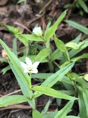 Moehringia