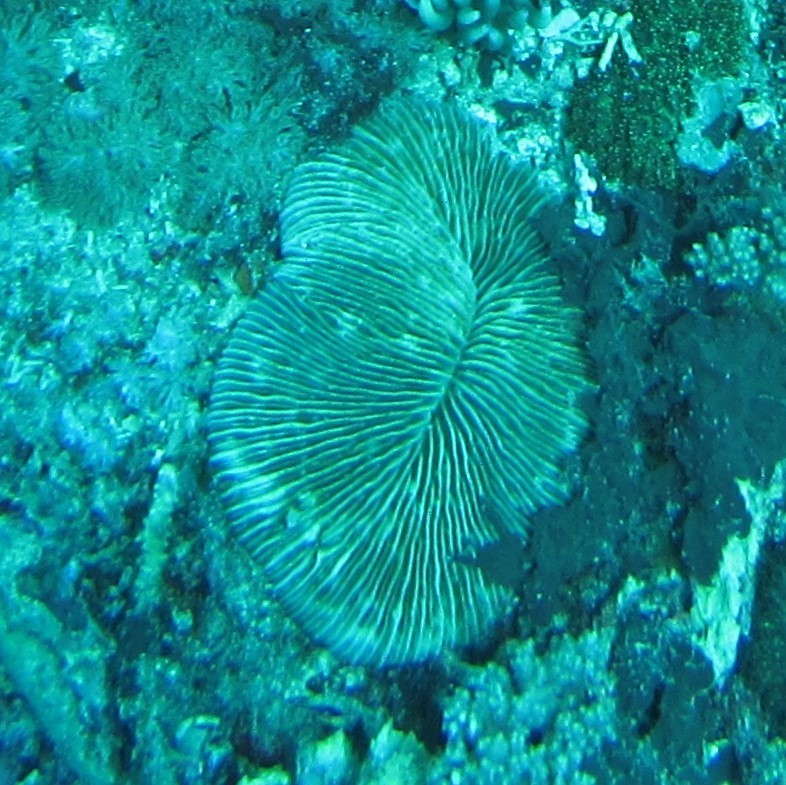 Elongate Mushroom Coral (Pleuractis paumotensis)