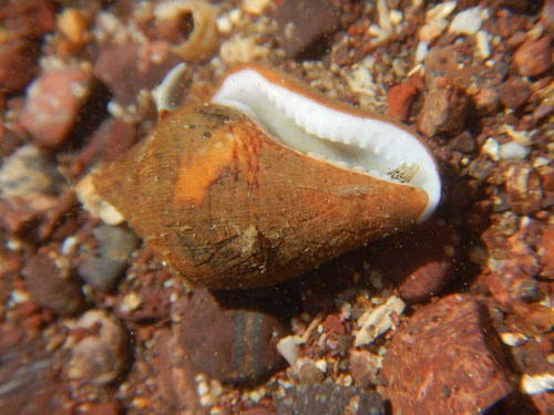 Columbella major