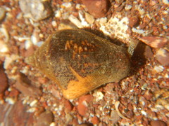 Columbella major