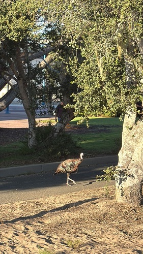Wild Turkey observed by mvillagomez23