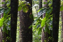 Cyanoramphus cookii