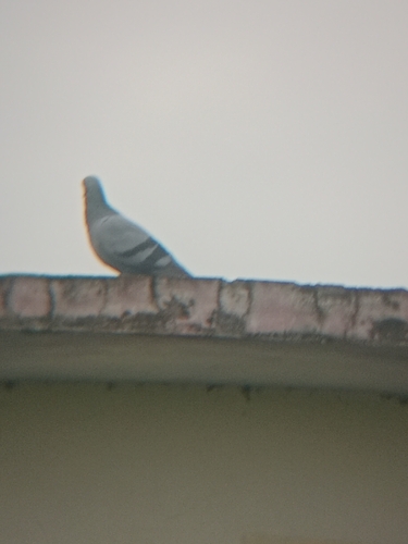 Rock Pigeon observed by ankitsinghbisht142
