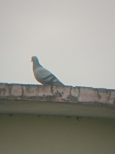 Rock Pigeon observed by ankitsinghbisht142