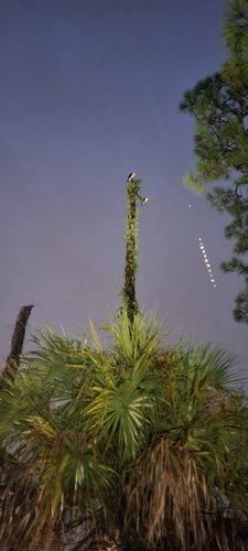 Osprey observed by hcatz